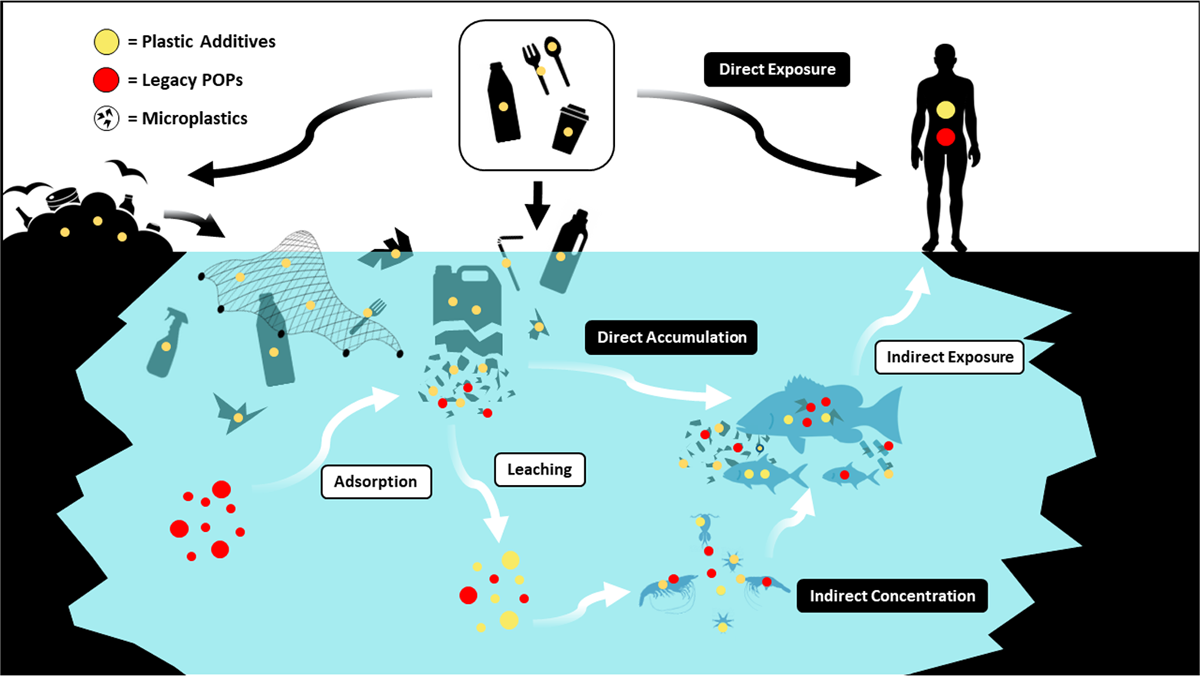 Figure 3.4. Conceptual model of microplastic-mediated transfer of additives and persistent organic pollutants to marine animals and humans.