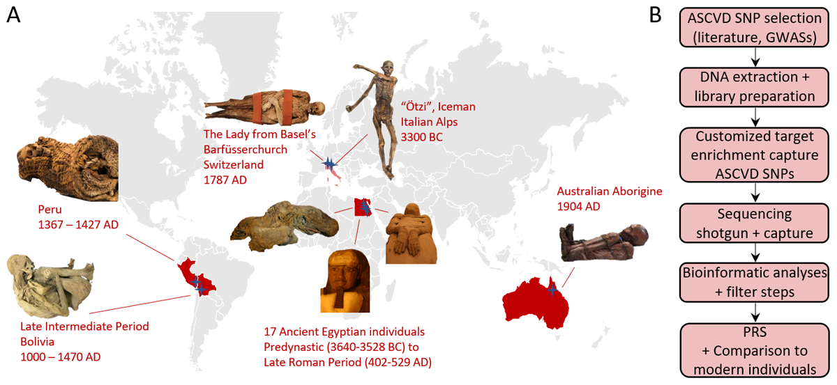 Mummified individuals and workflow of this study. (A) Human remains from four different continents were analyzed covering a time span of about 5,500 years of human history. Stars represent the finding sites. (B) The workflow containing in silico, laboratory, and bioinformatic analyses with the final evaluation of polygenic risk scores (PRS)