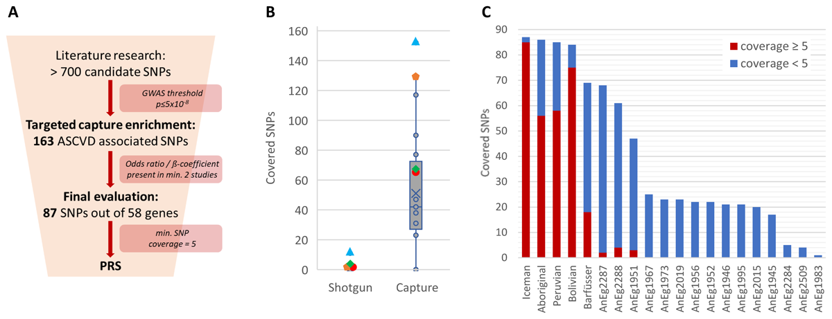 Study design and SNP coverage. (A) Filter steps to receive the final number of ASCVD-associated SNPs for the calculation of the weighted risk score. (B) Comparison between achieved numbers of the 163 targeted SNPs of shotgun datasets and the normalized captured datasets. Colored symbols indicate the four individuals with a few covered target SNPs already after shotgun sequencing. (C) Sequenced SNPs of the final 87 SNP collection were divided in a coverage below 5 (blue) and 5 and above (red). The latter are used for the calculation of PRSs