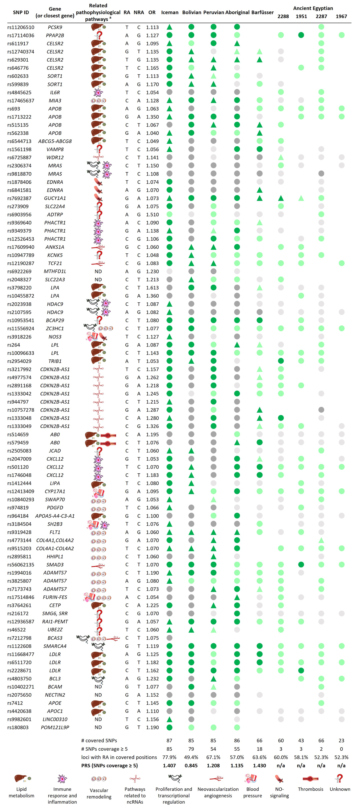 Overview of the 87 final SNPs and calculated PRSs. RA = risk allele, NRA = non-risk allele, circles = homozygote state, triangle = heterozygote state, green = RA is present, grey = RA is not present, dark color = coverage ≥ 5; light color = coverage < 5; empty spot = locus has not been covered, ND = not determined, n/a = not applicable.aRelated pathophysiological pathways based on [4, 38, 39]