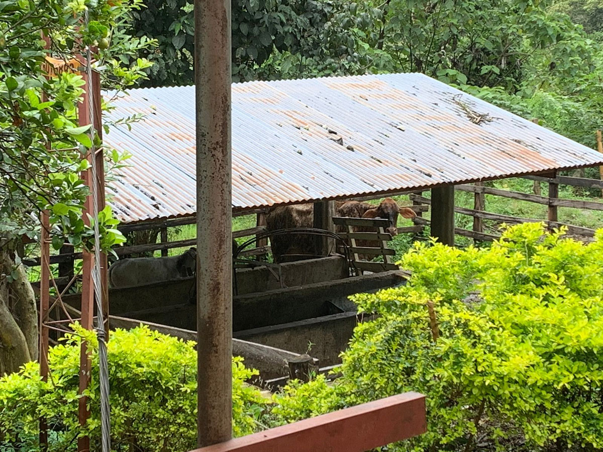 Barn with horses in Lucia’s (rural school case)
                            farm