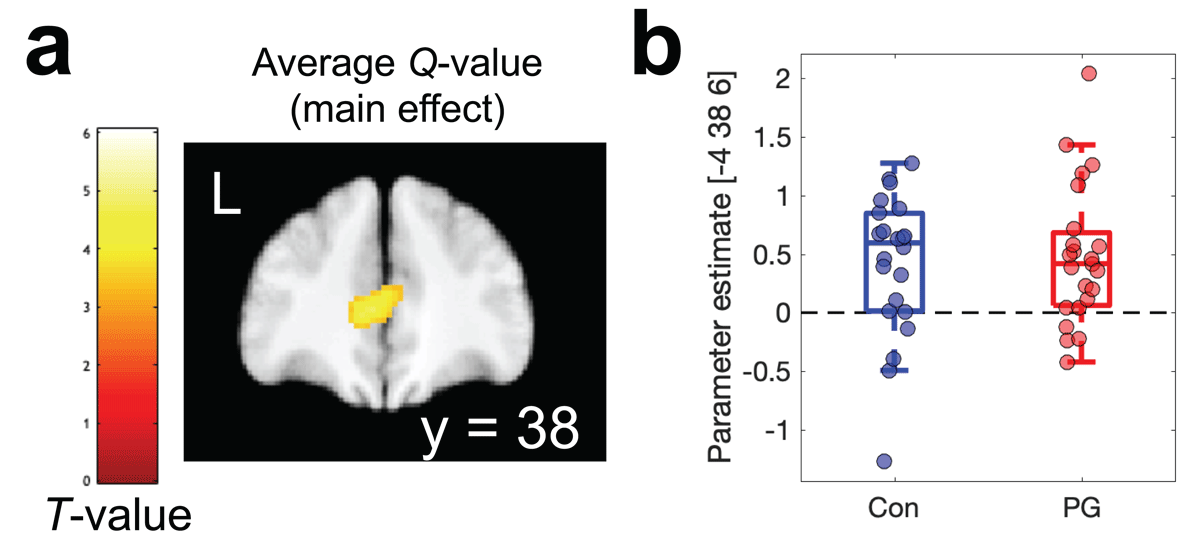 Parametric analyses of model-based average Q-values (GLM2) revealed a robust main effect across groups in the ventro-medial prefrontal cortex (a). Parameter estimates at the peak voxel from (a) are shown in b)