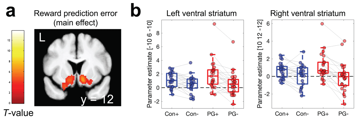 Parametric analysis of model-based reward prediction error (GLM1) revealed a robust main effect across groups in bilateral ventral striatum (a). Parameter estimates at peak voxels in (a) were then extracted from GLM3 to illustrate effects of positive (+) vs. negative (–) prediction errors in each group in both left and right ventral striatum (b)