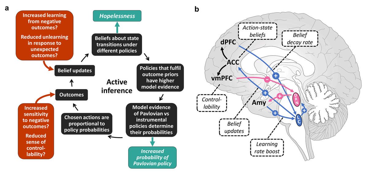 A conceptual depiction of the computational hypotheses and possible neural correlates