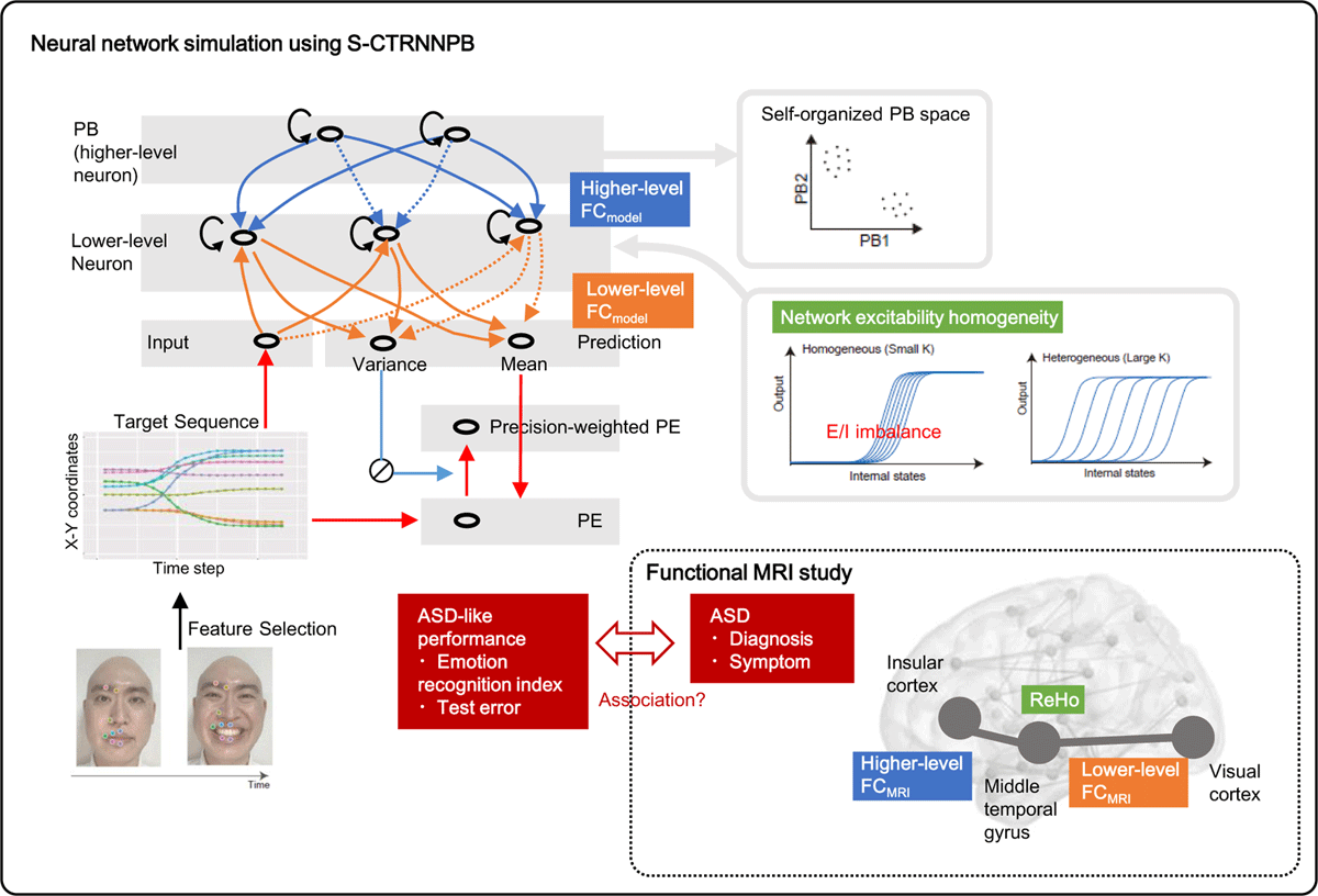 Conceptual diagram of a neural network model embodying predictive processing theory applied to biological data (fMRI)