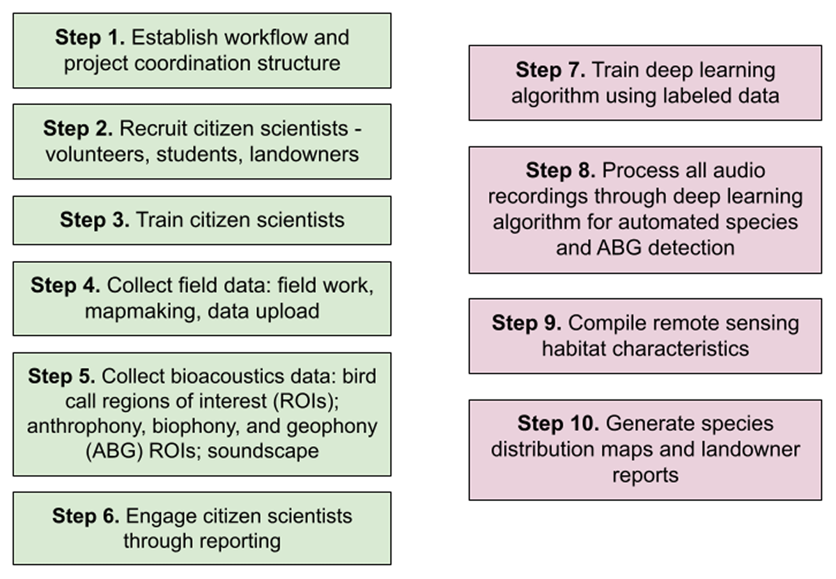 Step 1. Establish workflow and project coordination structure. Step 2. Recruit citizen scientists - volunteers, students, landowners. Step 3. Train citizen scientists. Step 4. Collect field data: field work, mapmaking, data upload. Step 5. Collect bioacoustics data: bird call regions of interest (ROIs); anthrophony, biophony, and geophony (ABG) ROIs; soundscape. Step 6. Engage citizen scientists through reporting. Step 7. Train deep learning algorithm using labeled data. Step 8. Process all audio recordings through deep learning algorithm for automated species and ABG detection. Step 9. Compile remote sensing habitat characteristics. Step 10. Generate species distribution maps and landowner reports