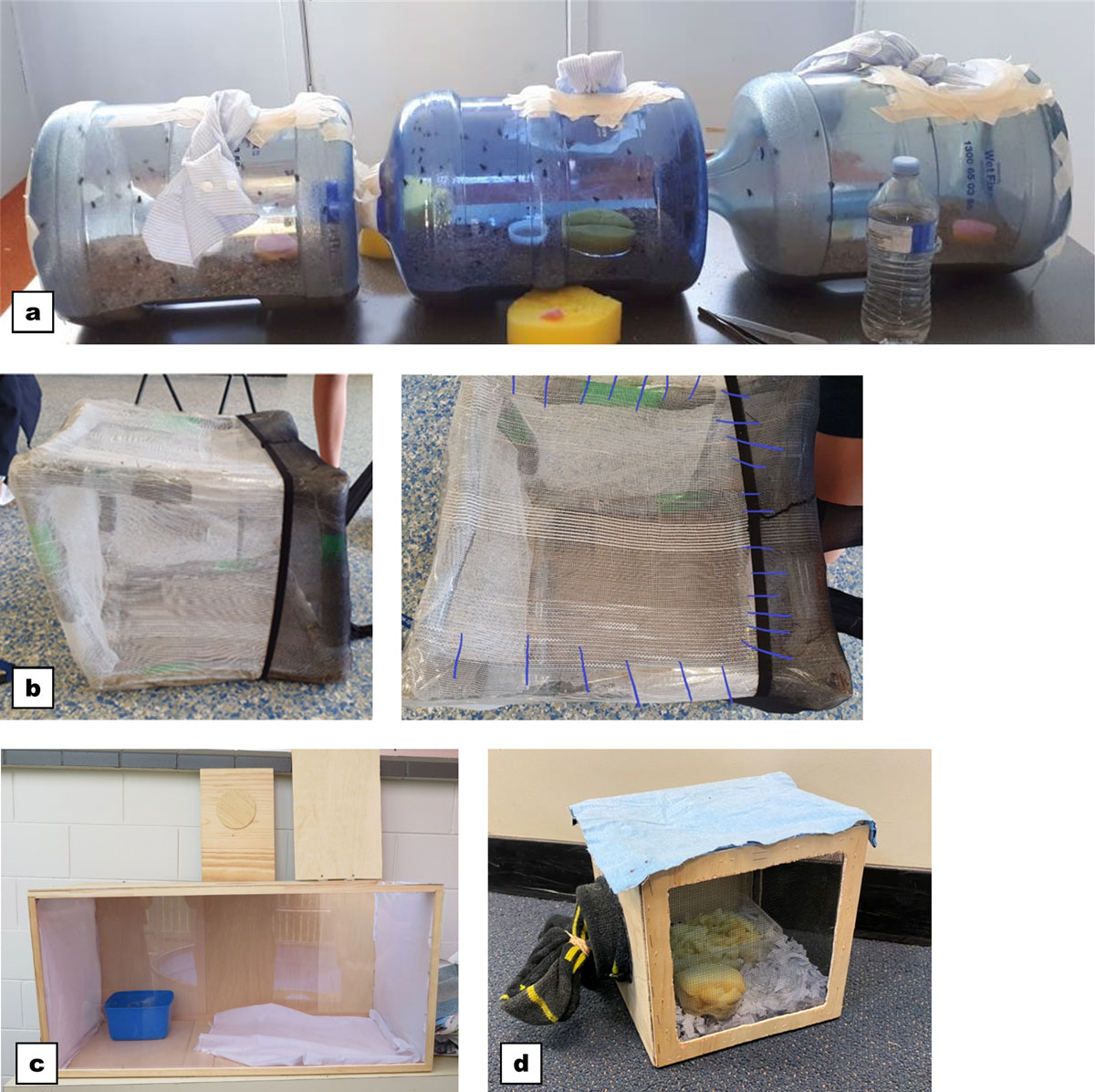 Cages for adult flies designed and built by the four student teams