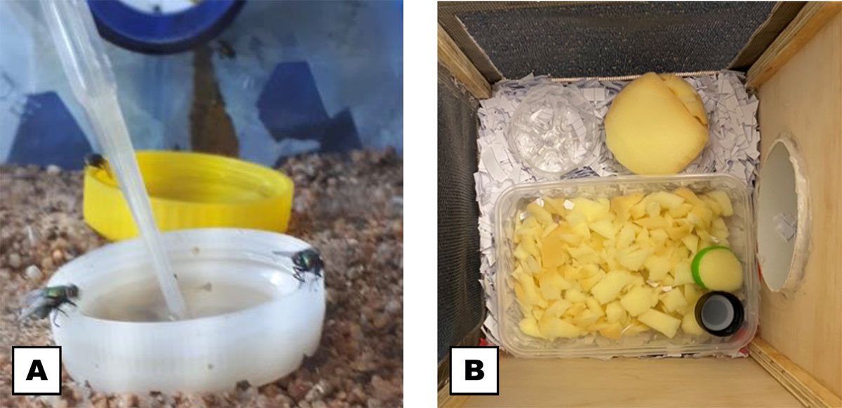 Feeding stations offered to adult flies for liquid foods (either water or honey water)