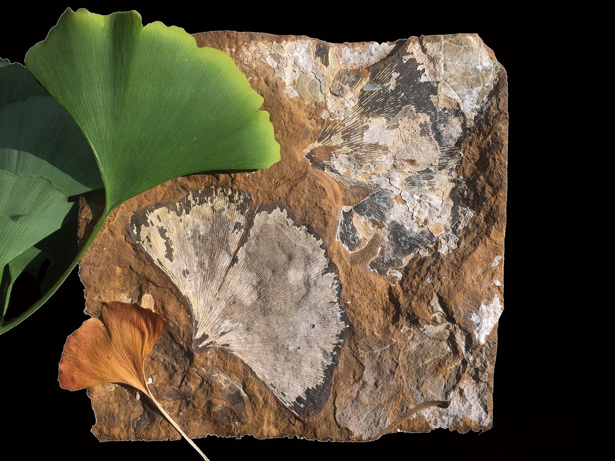 Image of fresh, herbarium, and fossil ginkgo leaves