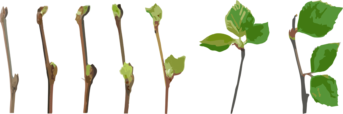 Drawings of birch bud developmental stages