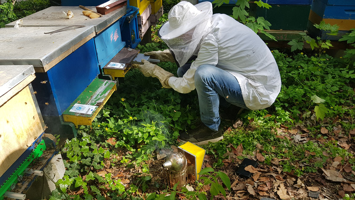 An INSIGNIA scientist inserting one of the monitoring devices tested at monitoring hives. Picture taken by Bieszczad April 2019
