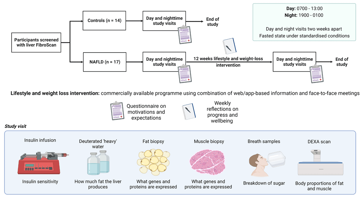 Study design. NAFLD: non-alcoholic fatty liver disease