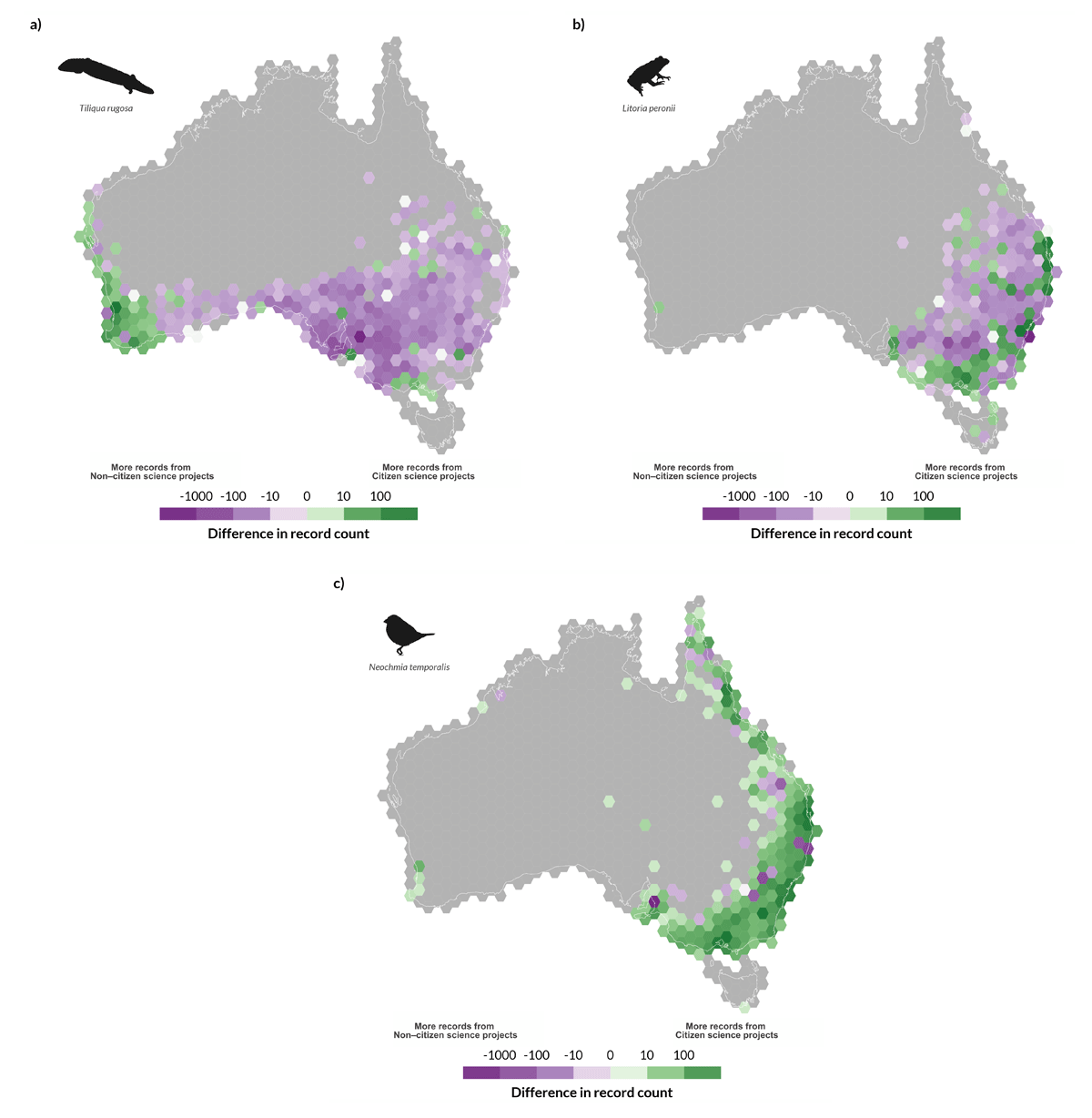 a) Map of Australia of the shingleback skink plotted in green hexagons to represent Citizen science records and purple Non-citizen science records. Figure 3 b) Map of Australia of the Peron’s tree frog plotted in green hexagons to represent Citizen science records and purple Non-citizen science records. Figure 3c) Map of Australia of the Red-browed firetail plotted in green hexagons to represent Citizen science records and purple Non-citizen science records