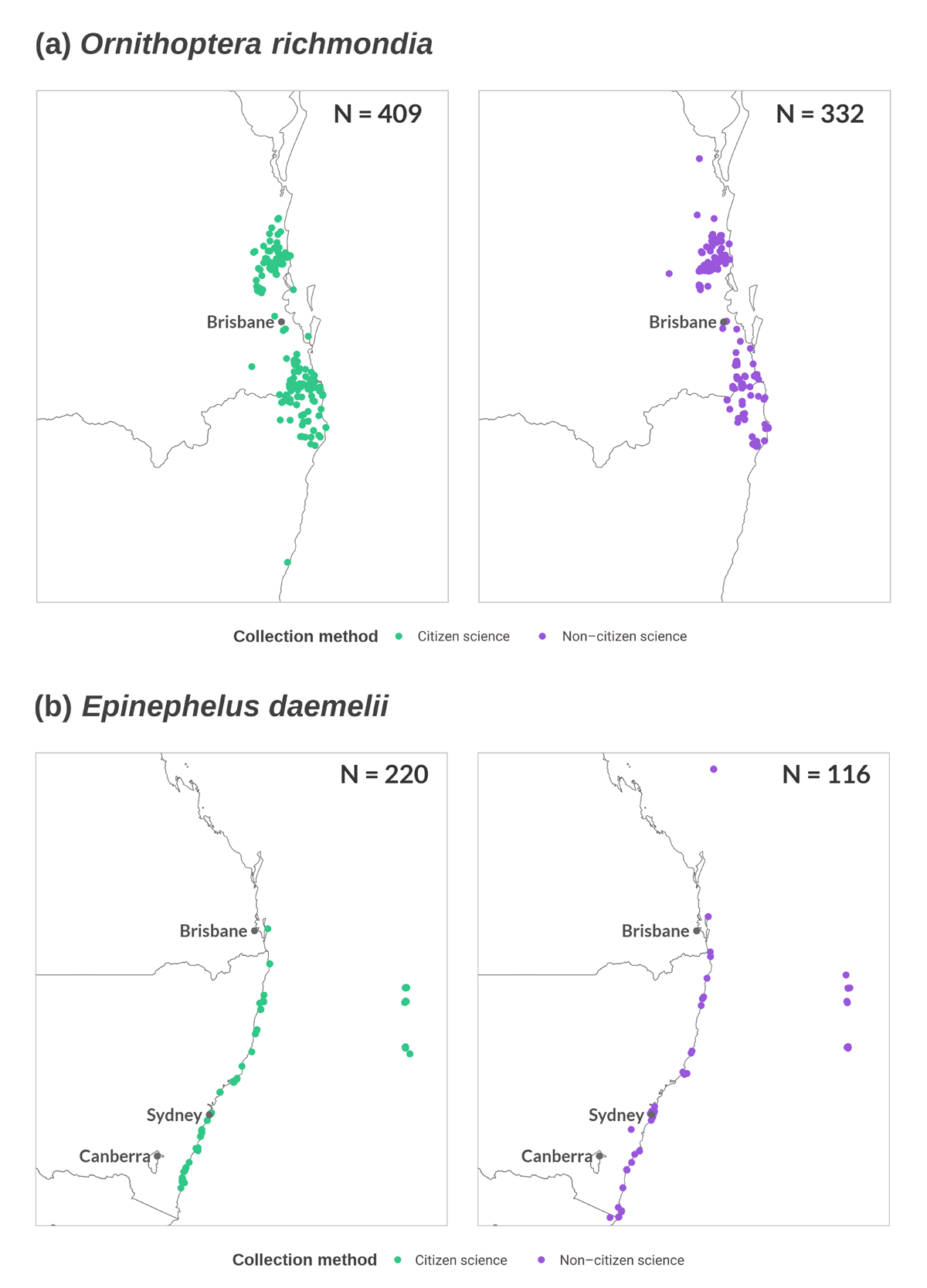 a. Distribution of the Richmond Birdwing in Australia with the map displaying observations in green made from Citizen science and purple Non-citizen science. Figure 4b. Distribution of the Black Rockcod in Australia with the map displaying observations in green made from Citizen science and purple Non-citizen science