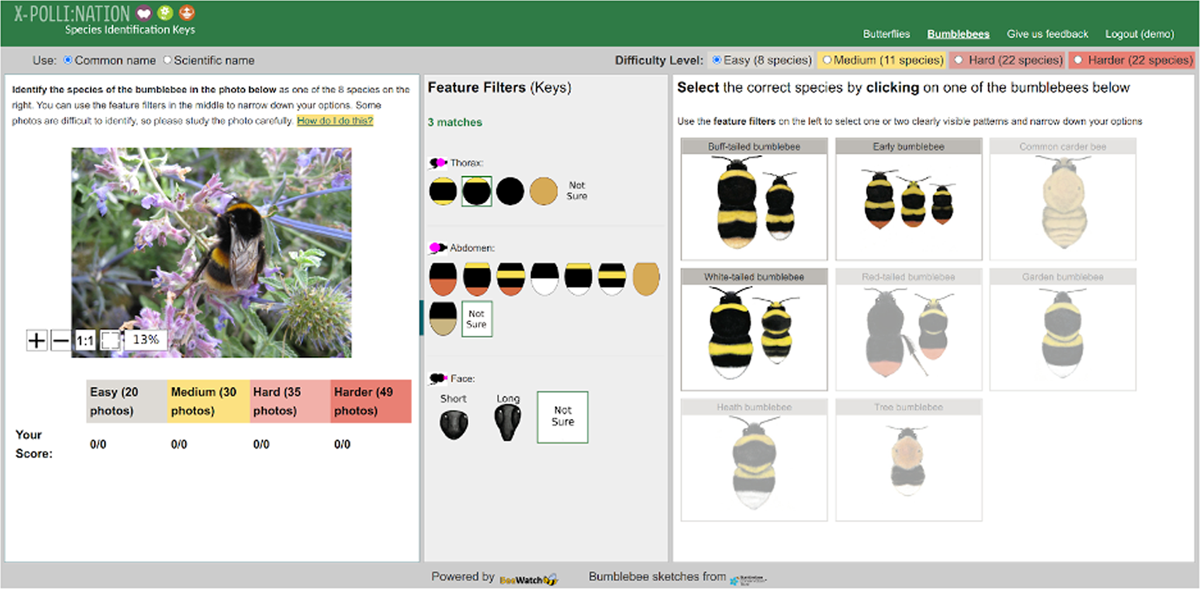 Screenshot of bumblebee identification training tool with photo, colour patterns and likely species