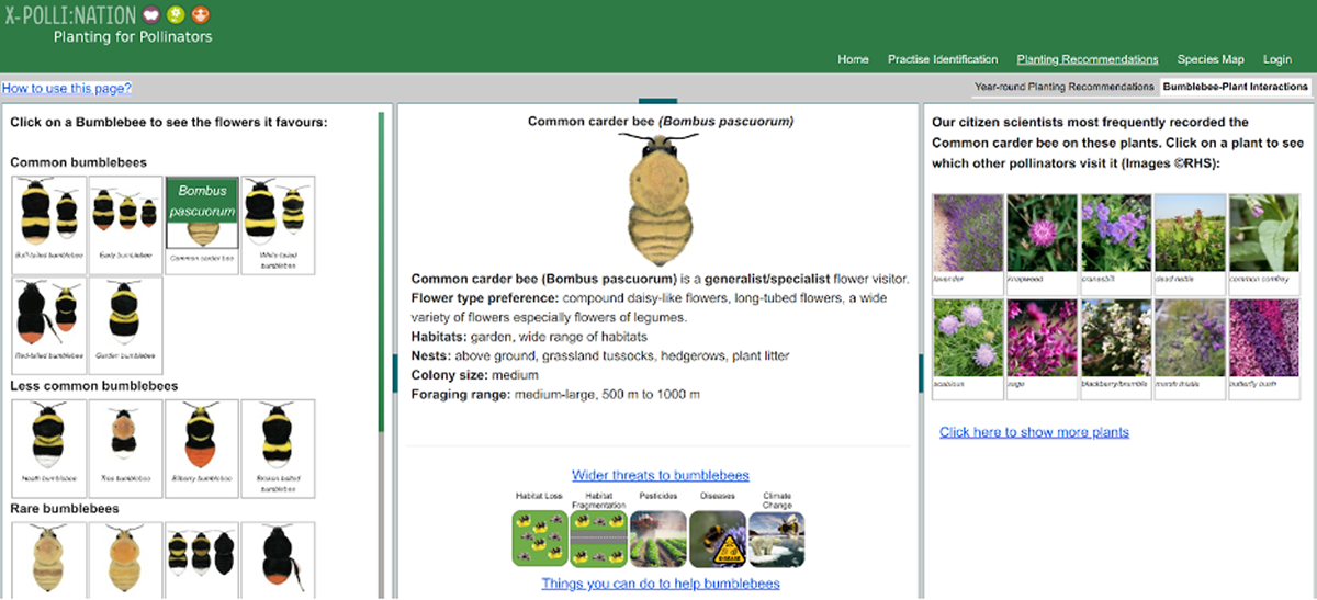 Screenshot of Planting for Pollinators tool showing bumblebee colour patterns, species information and plants it visits