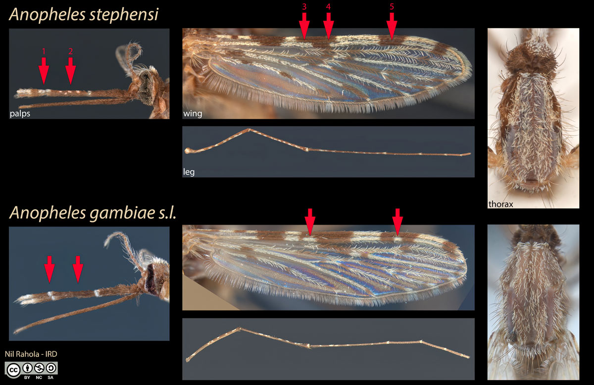 Photos of diagnostic features of adult female mosquito, Anopheles stephensi