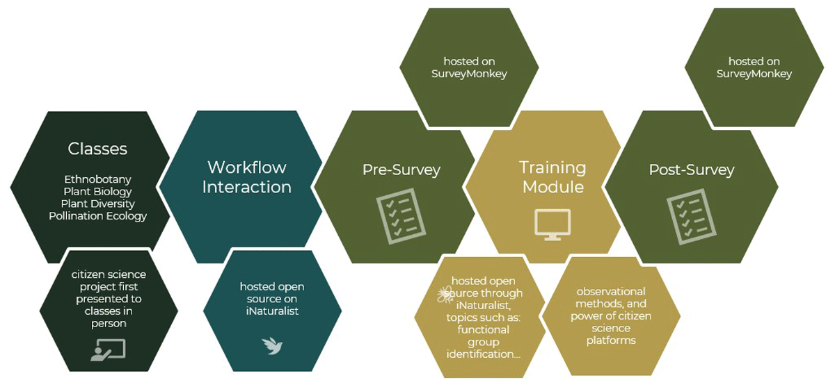 Step by step diagram of methodology from recruitment to surveys