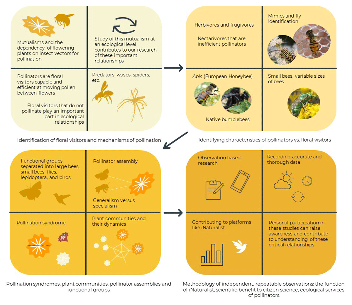 Examples of content from the pollinator learning module