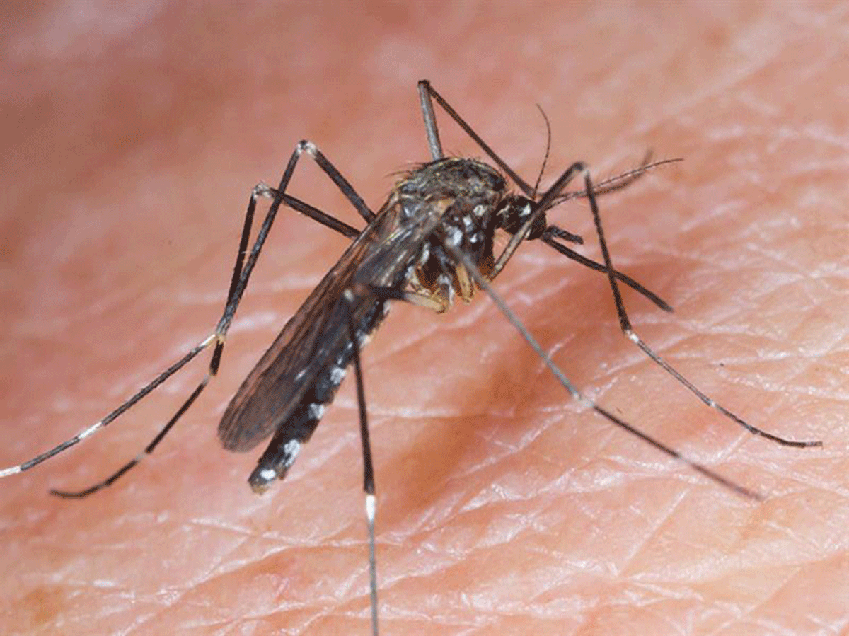 A close-up of a mosquito on the back of a human hand