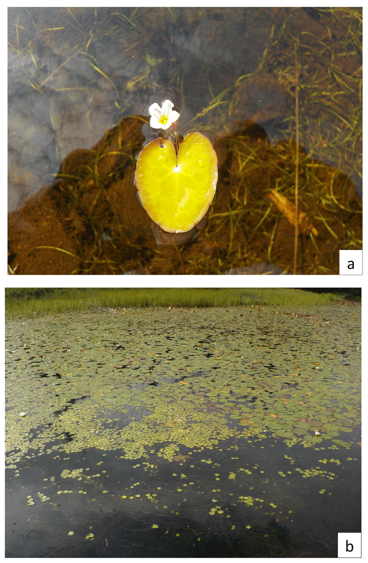 (a) White pond flower and lily pad leaf viewed from above. (b) The surface of a pond covered with large and small lily pad leaves