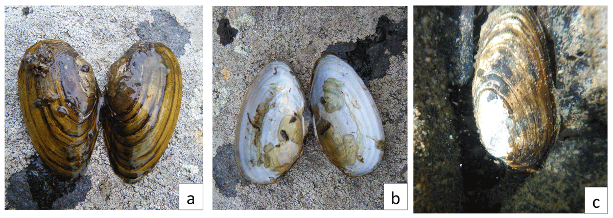 (a) a clam shell opened up (top view). (b) a clam shell opened up (bottom view). (c) a closed clam shell in a pond