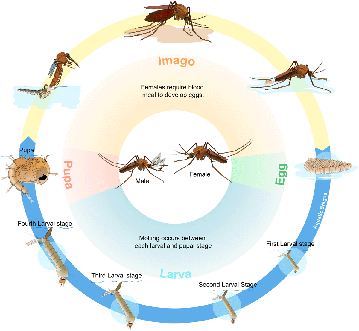 Life cycle of a mosquito - from egg to larva to pupa to adult