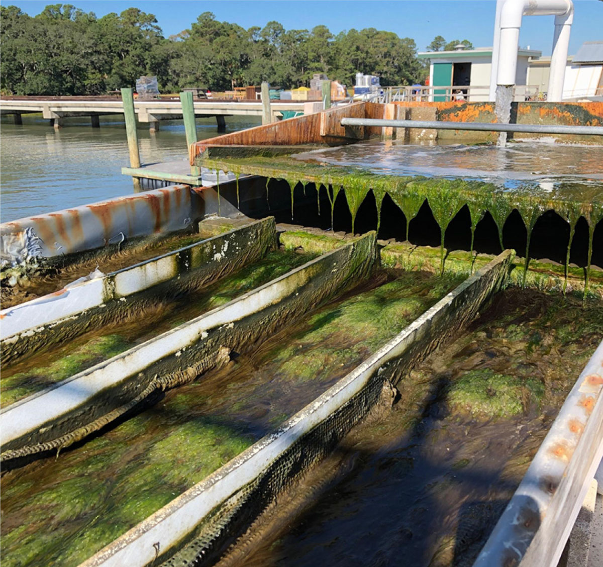 Algae growing on algal turf scrubber flow-ways