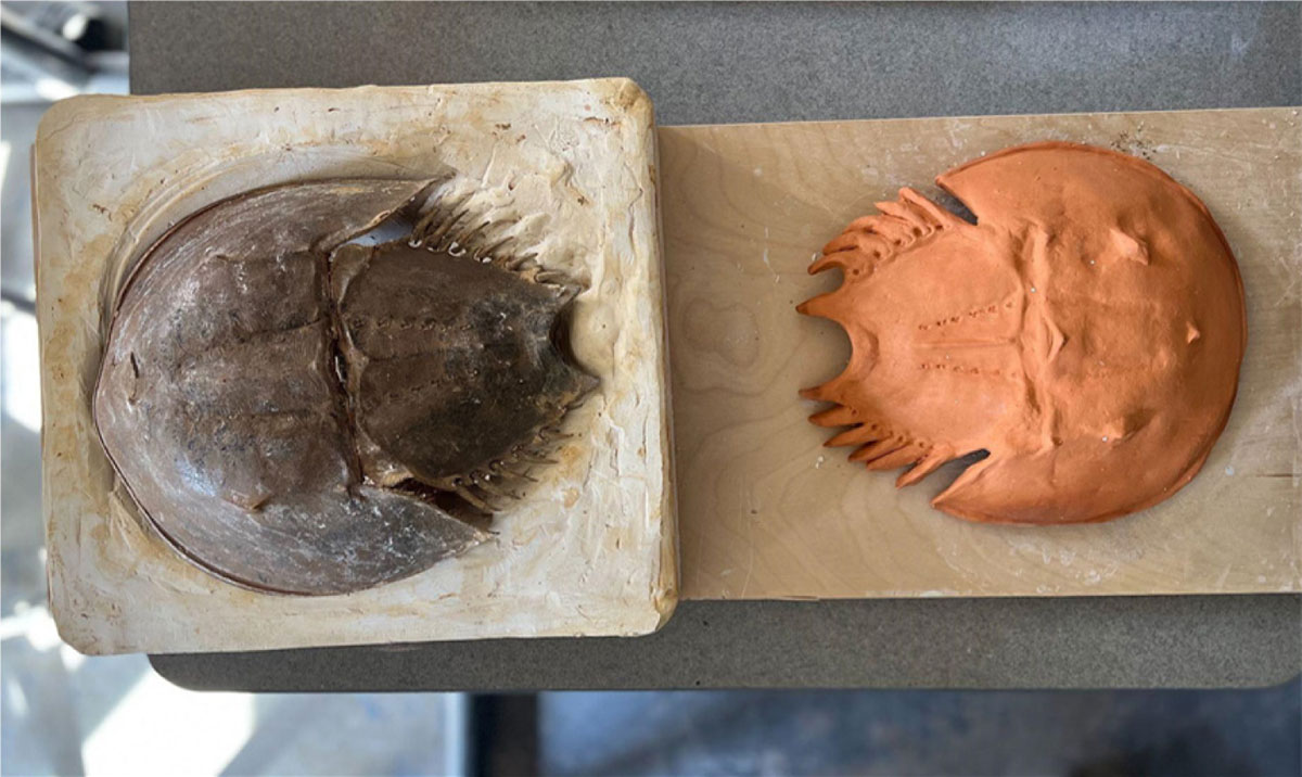 Ceramic press of horseshoe crab made with algae and Lizella clay