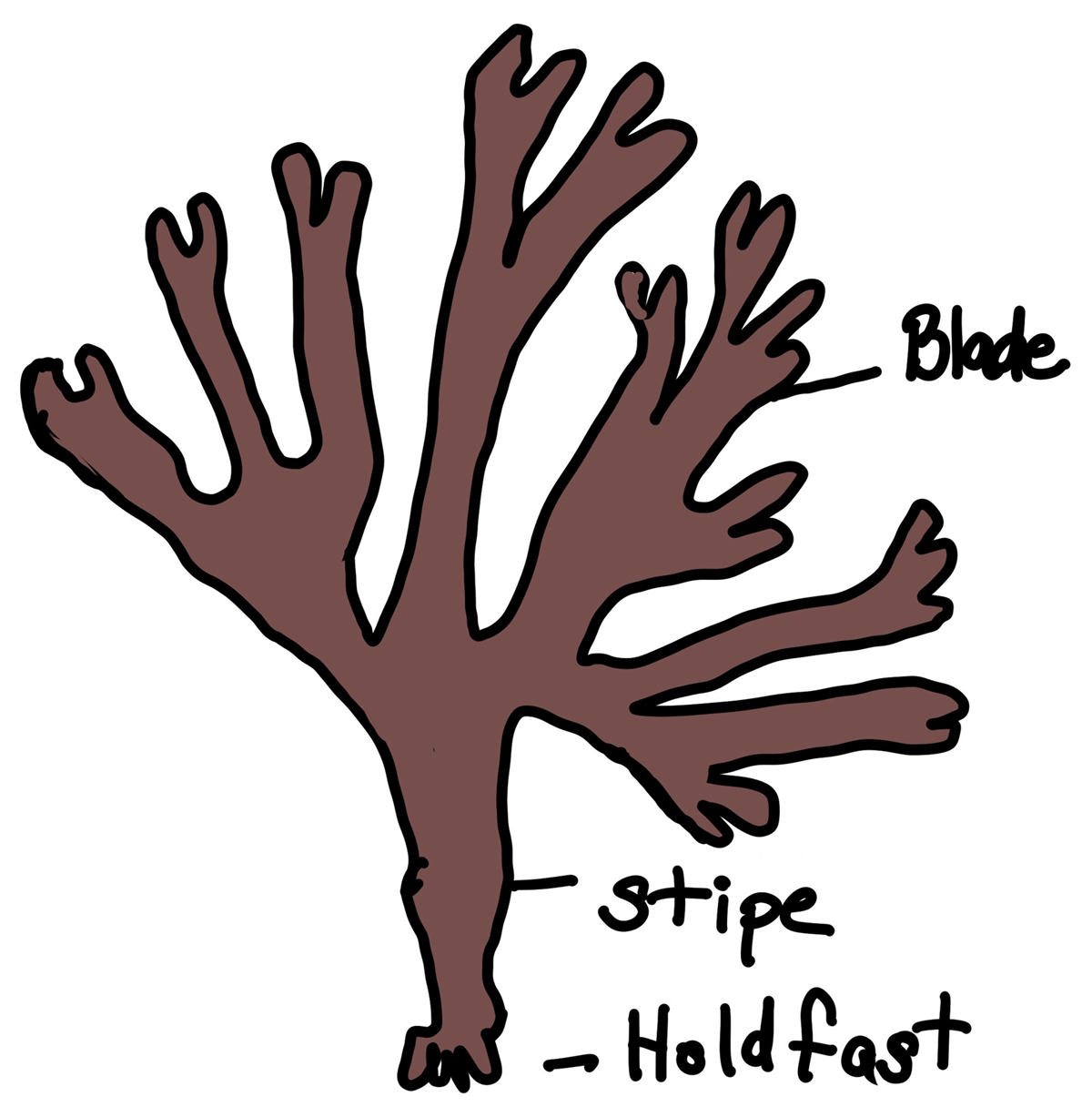 Diagram of basic structures of seaweed