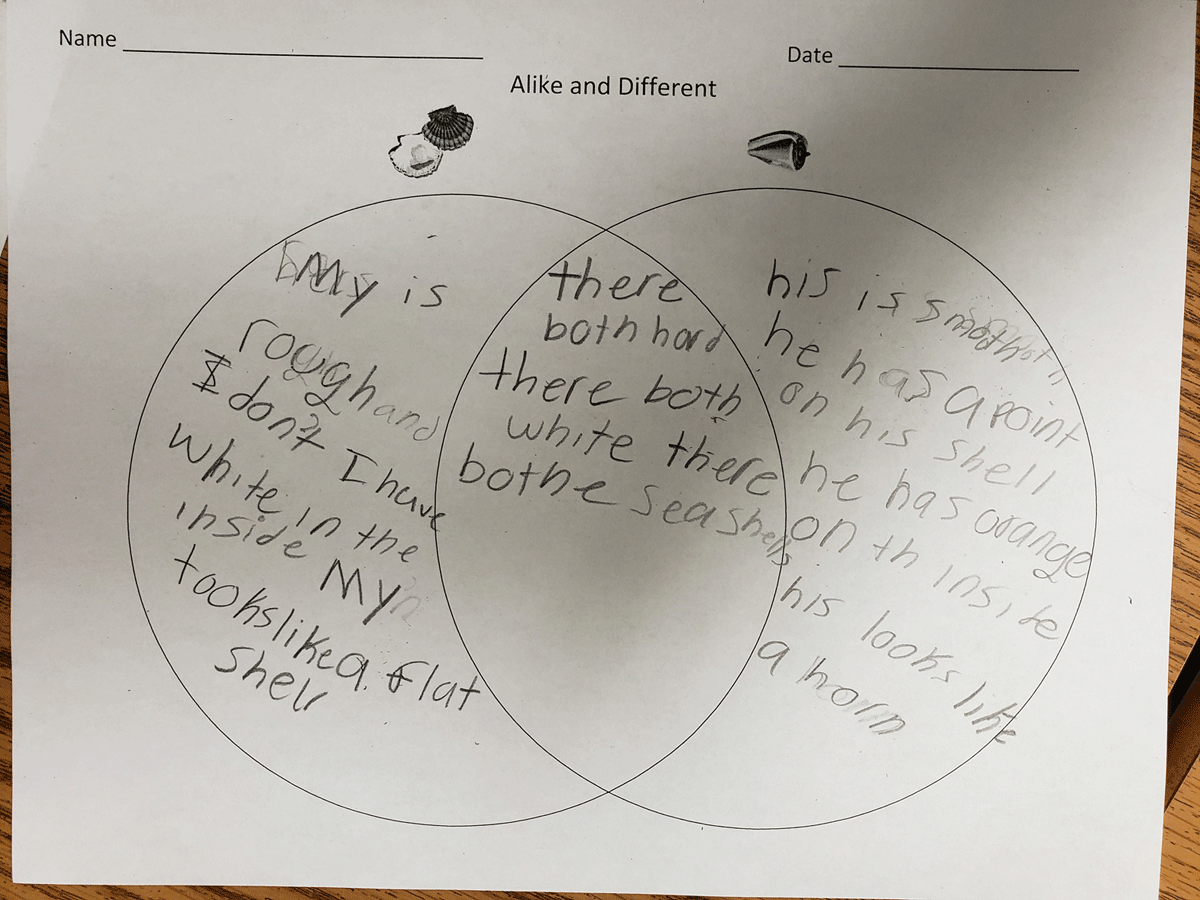 Student writing sample comparing and contrasting bivalves and univalves