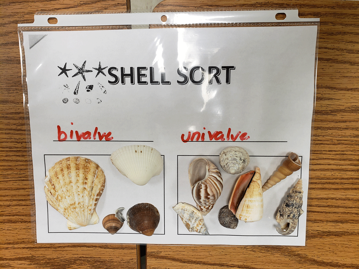 Student sample from shell sort activity with bivalves and univalves