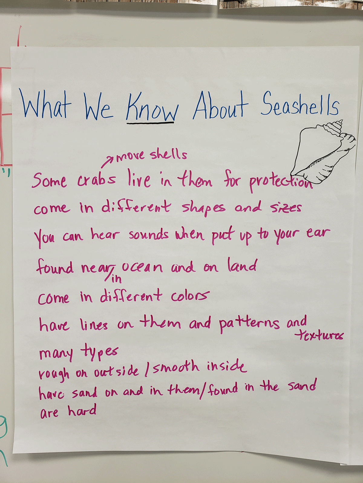 Class list of what they already know about seashells