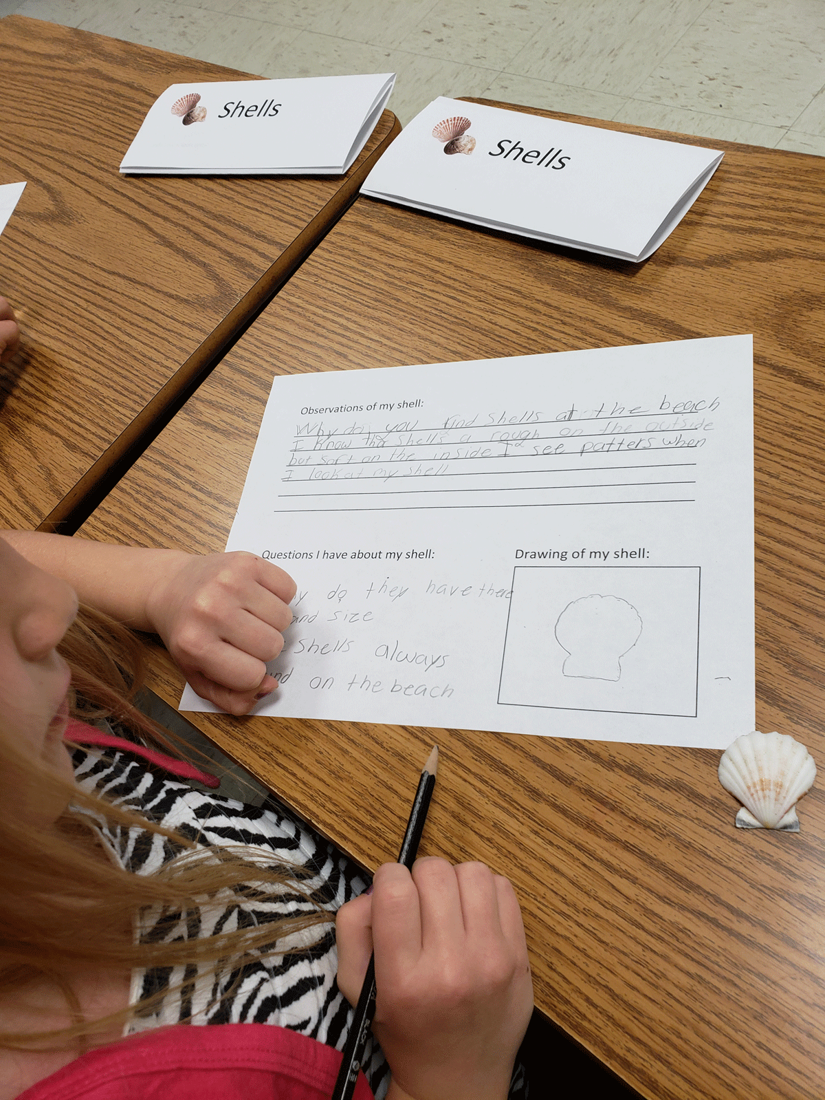 Student drawing and observations of a seashell