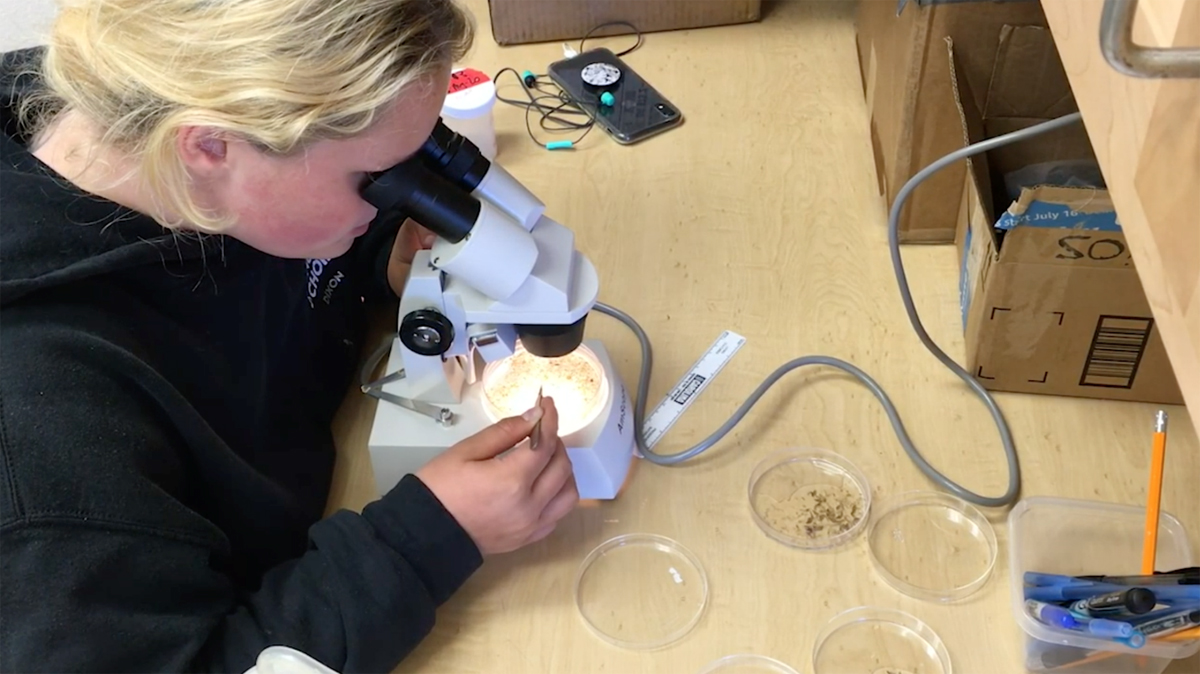 Student uses a microscope to identify and count prey