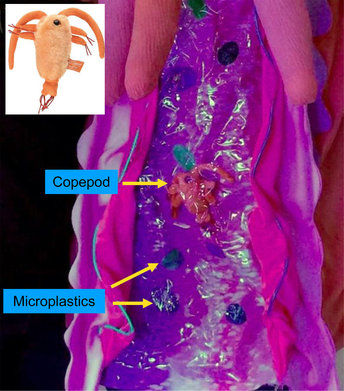 Close up of costume showing plankton and microplastics inside coral