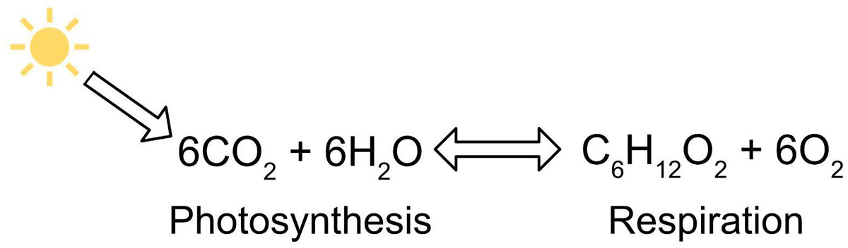 The photosynthesis and respiration chemical equation