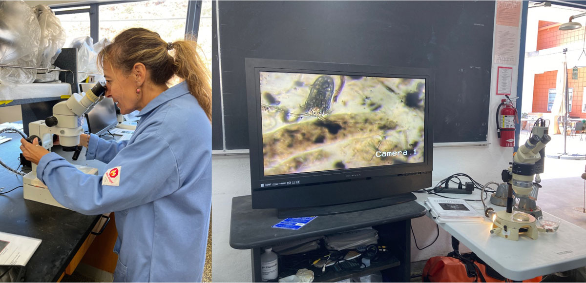 Teacher looks through microscope. Video display of zooplankton