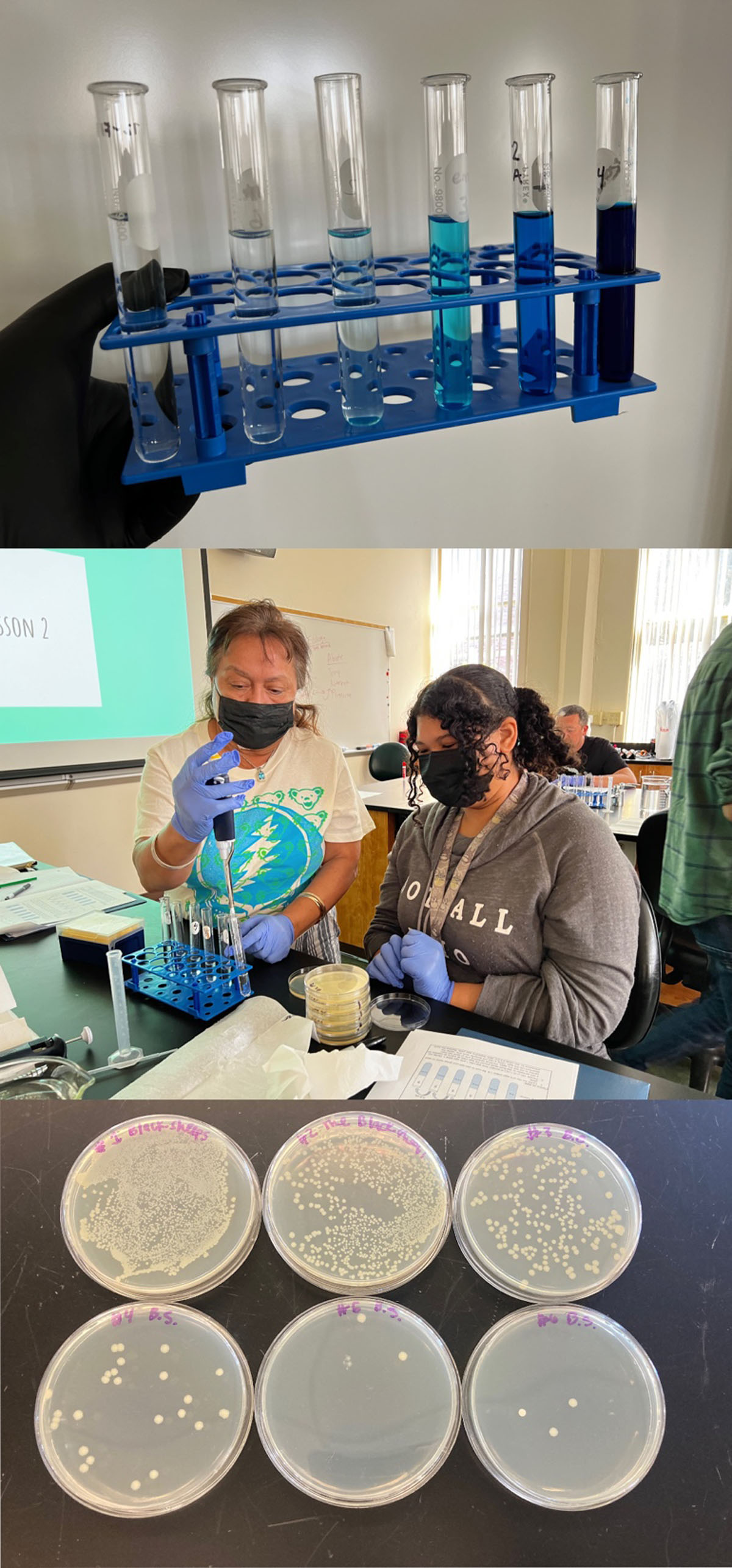 Color gradient serial dilution and bacteria on agar plates