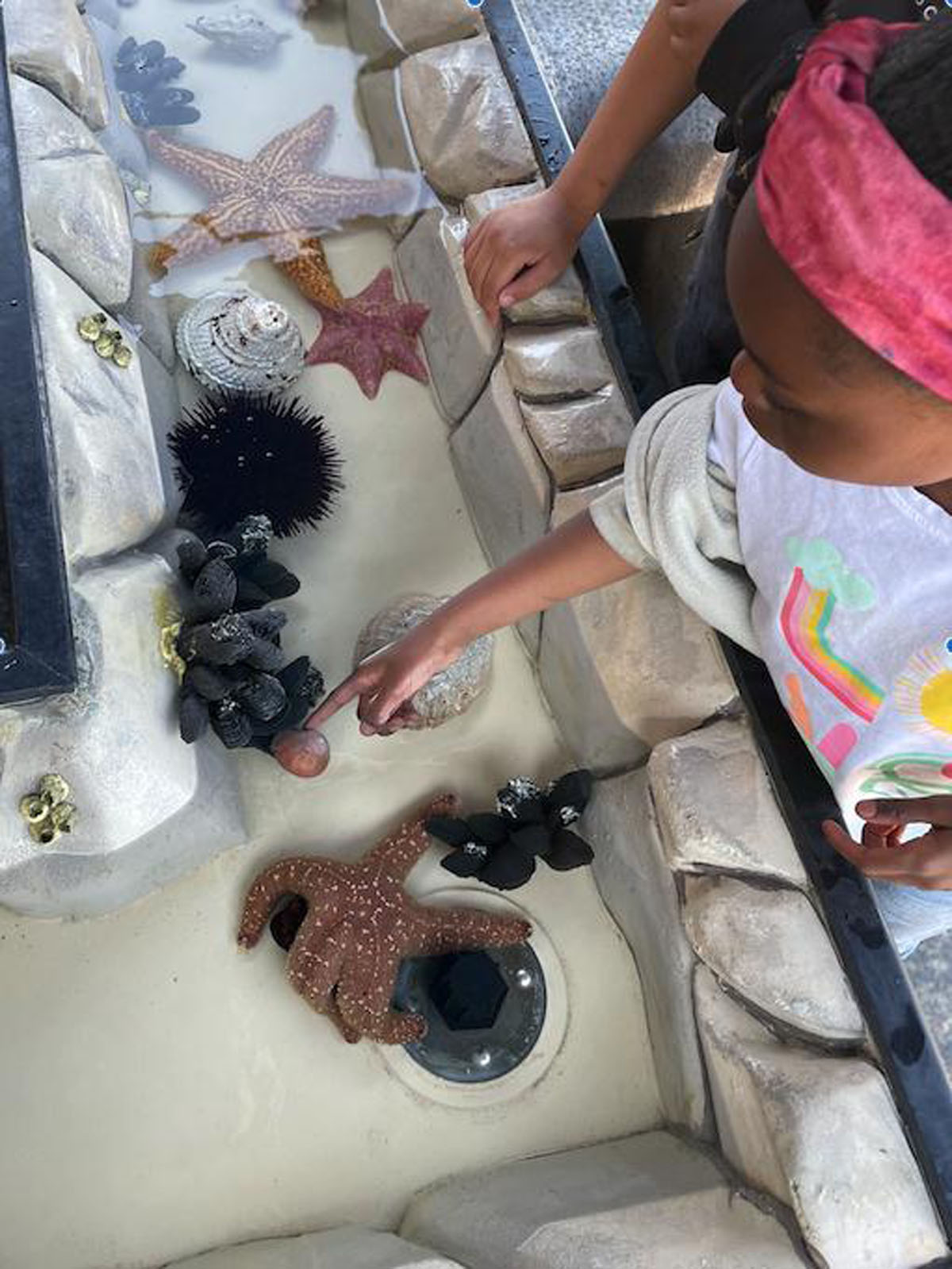 Student at mobile touch tank with sea stars, photo by: Maria Madrigal, permission to be reproduced