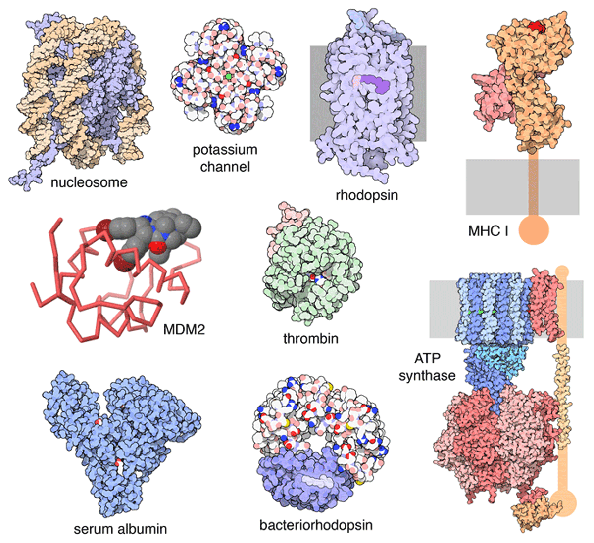 Protein data bank. PDB structure.