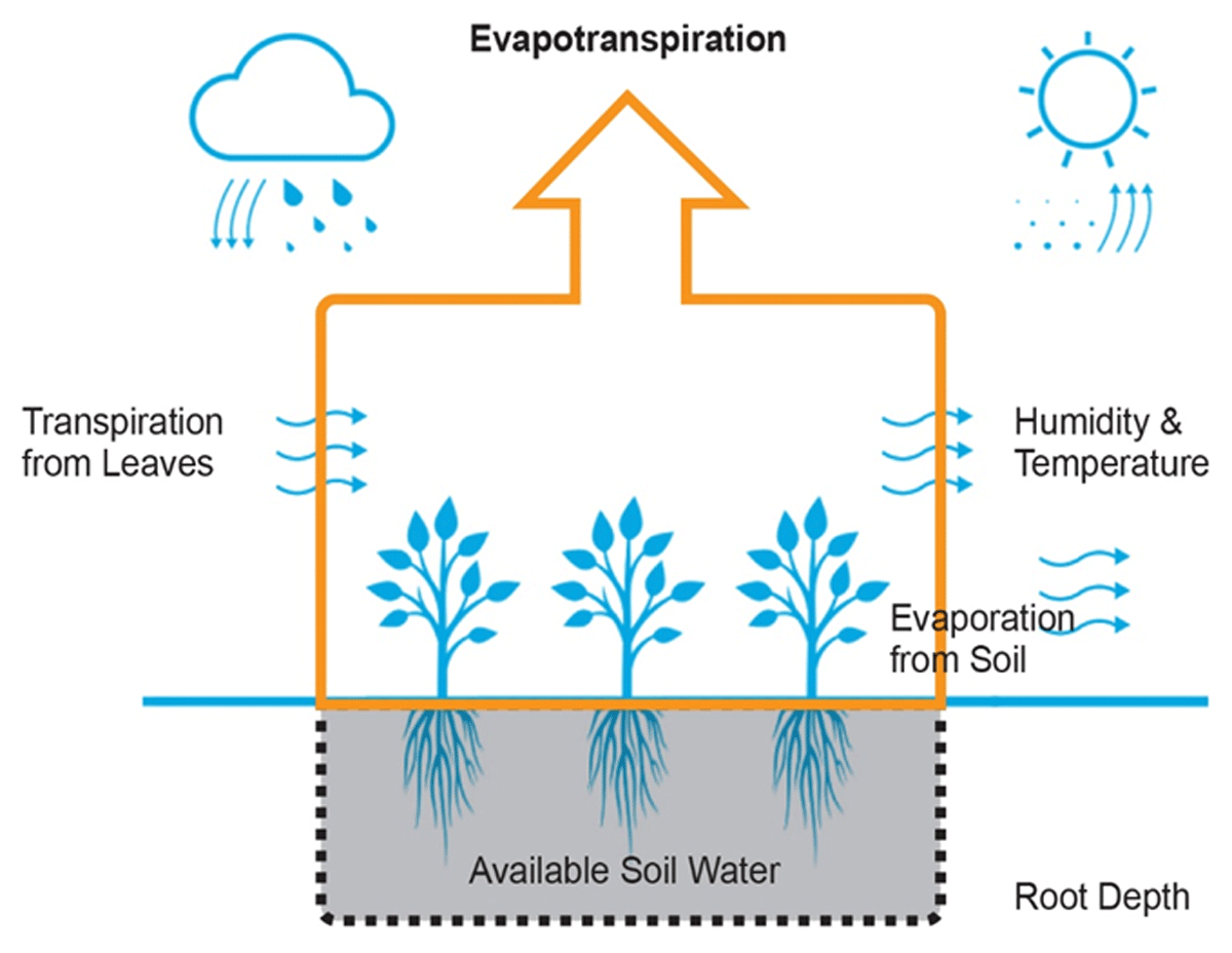 Evapotranspiration Model of Plants