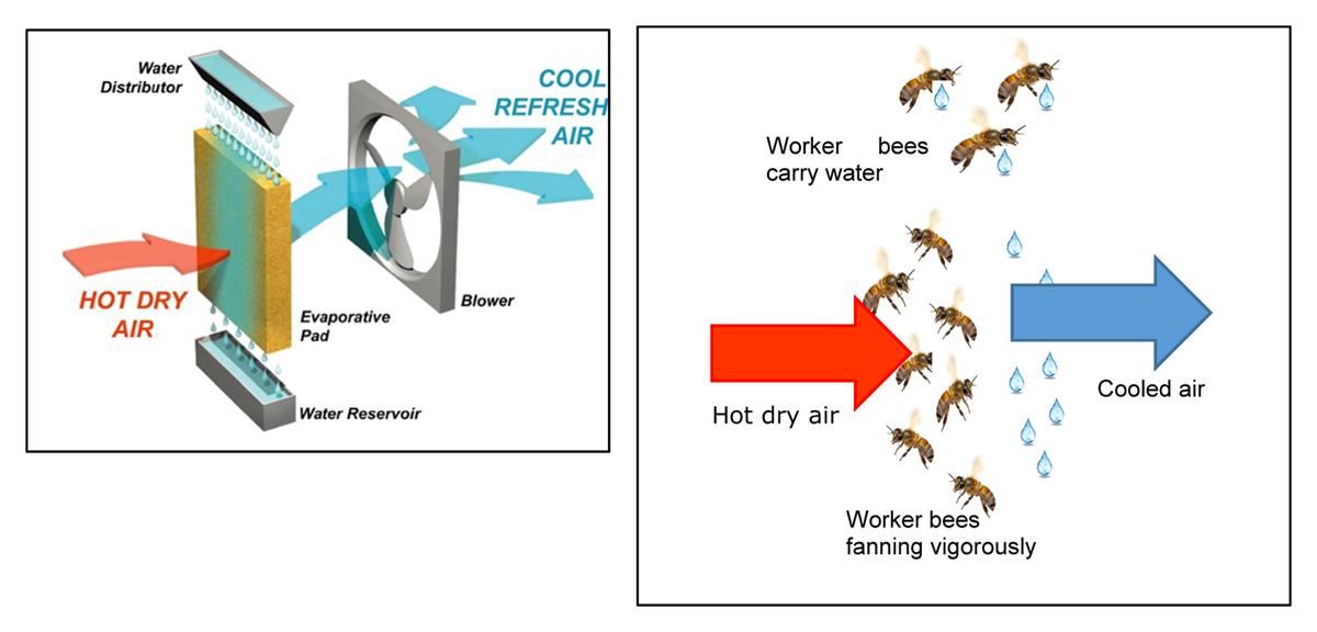 The Mechanics of Pellet-Carrying Honey Bees