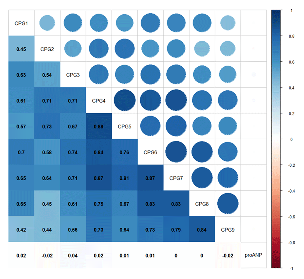 The spearman correlation matrix among DNA methylation levels at all CpG loci assayed in NPPA promoter and proANP