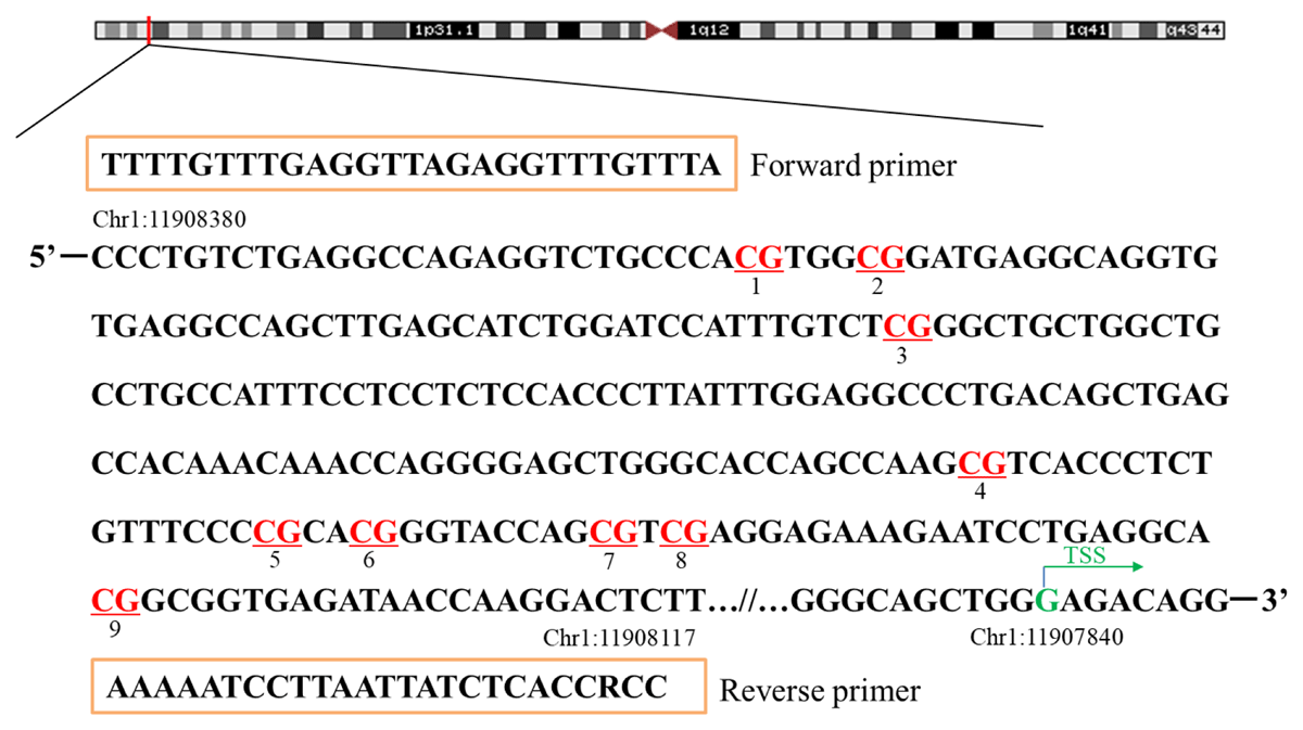 Supplementary Figure S1 A schematic illustration of the targeted sequence and primers for targeted bisulfite sequencing. Red represents the CpG loci assayed in the NPPA gene promoter (–540 ~ –277 bp from TSS). TSS: transcriptional start site