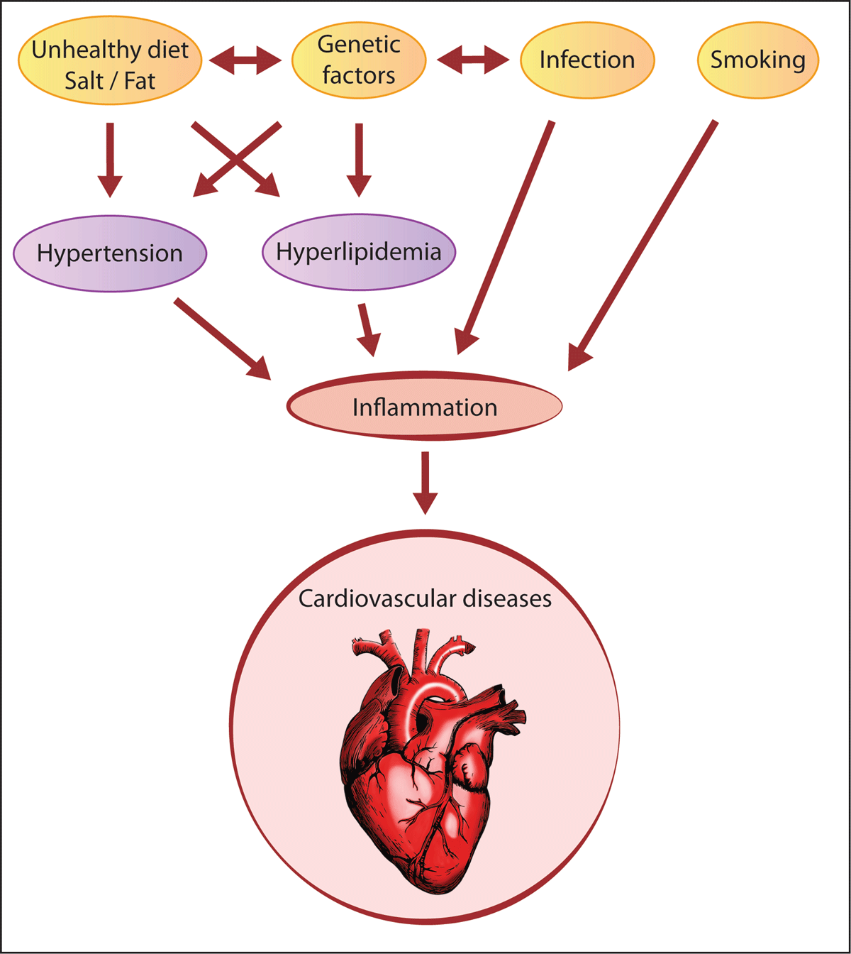 Risk factors of cardiovascular diseases and inflammation