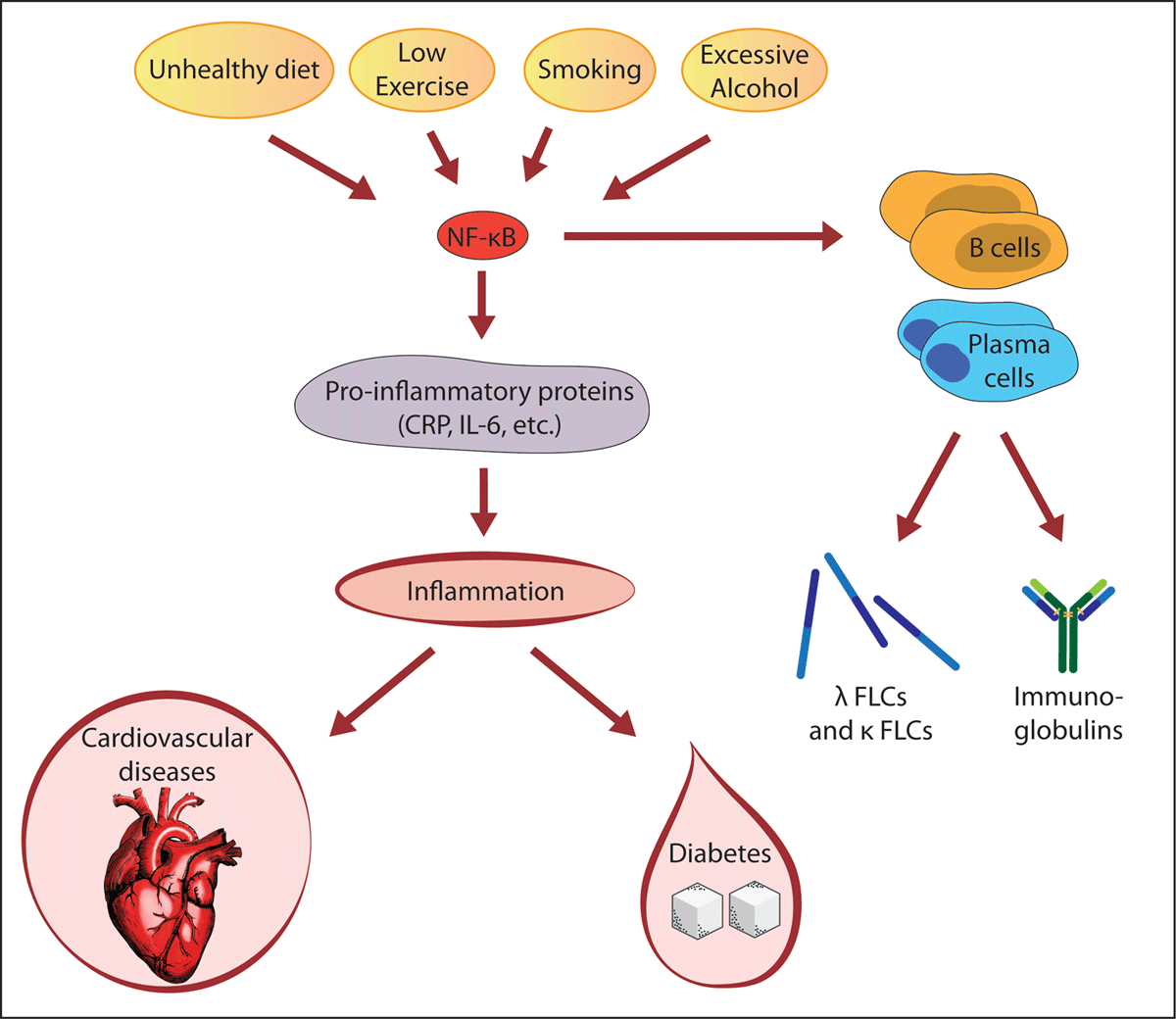 Immunoglobulin free light chains as biomarkers of inflammatory diseases