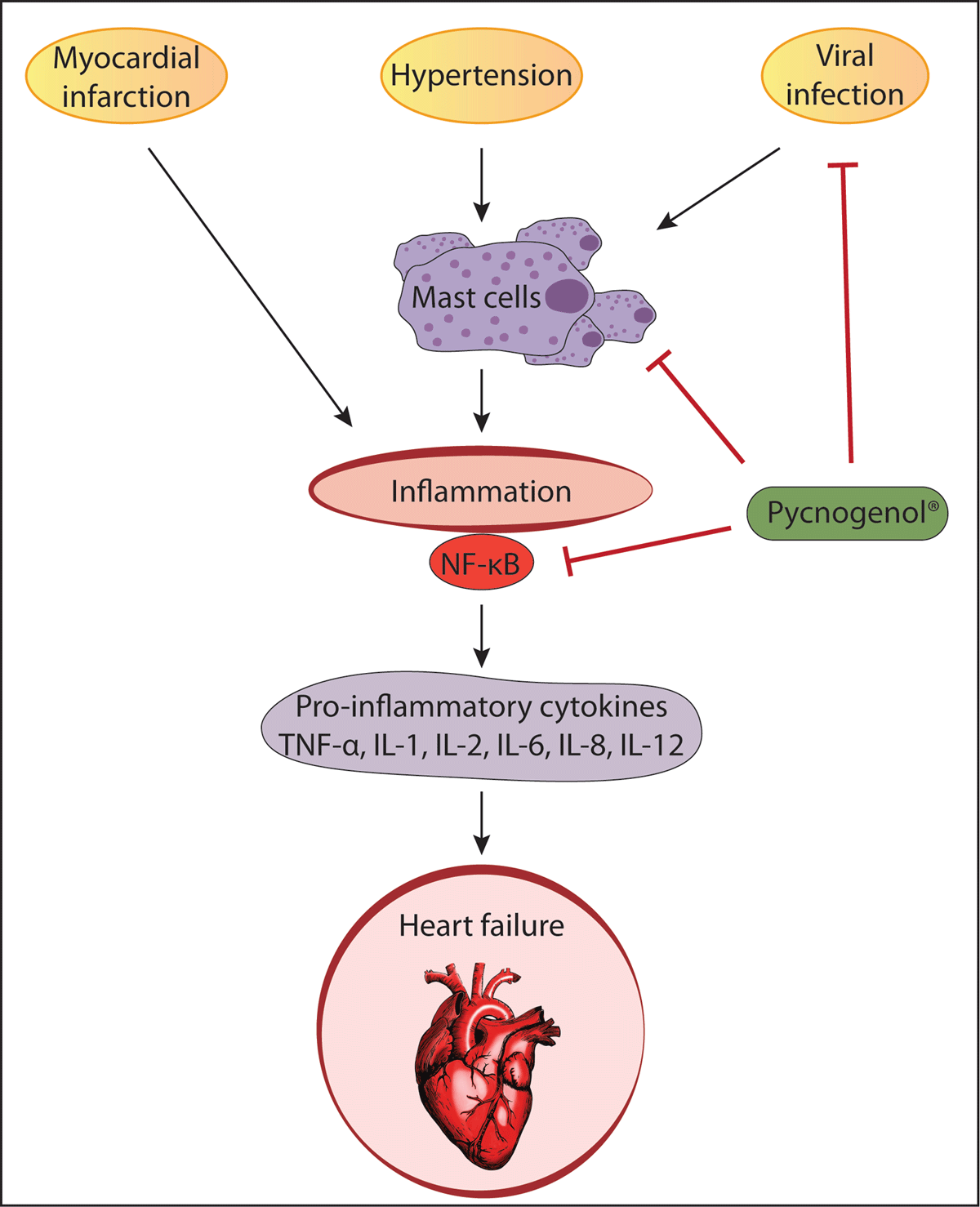 Potential mechanisms of PYC on heart failure. PYC may prevent heart failure by inhibiting inflammation by multiple pathways such as antiviral effects and inhibiting activation of NF-B and mast cells