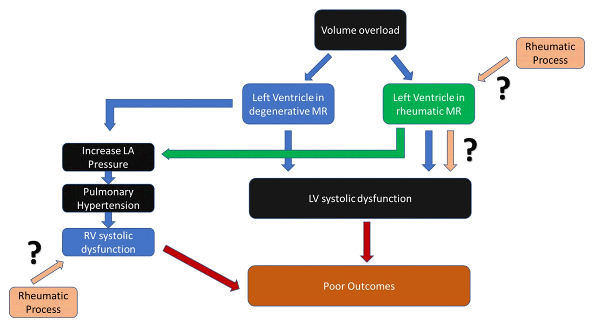 Proposed mechanism of LV & RV dysfunction in degenerative and rheumatic MR