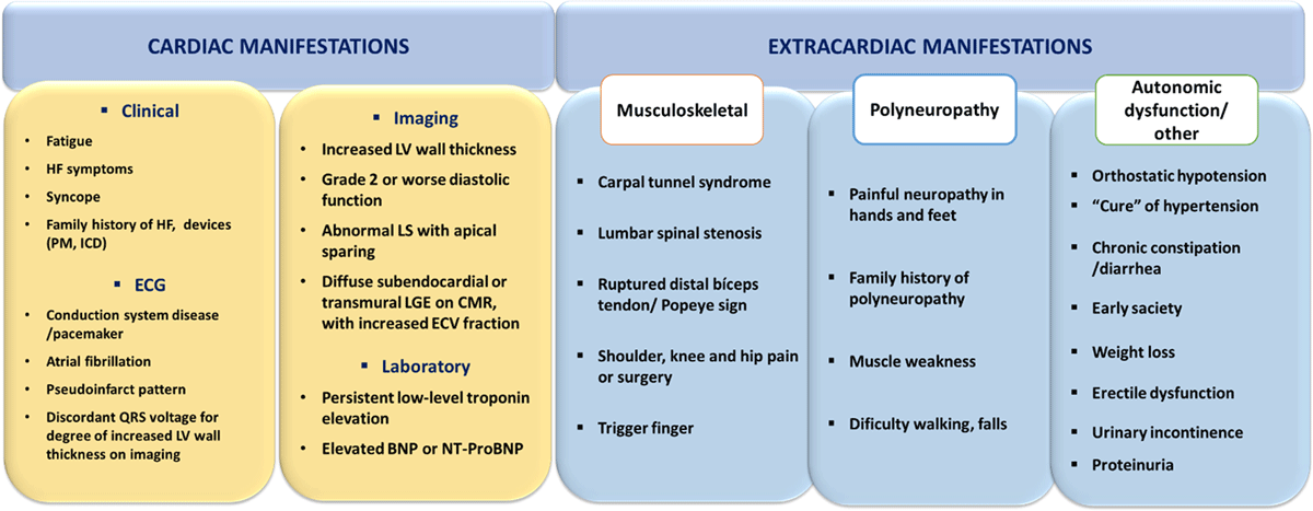 Frontiers  Left Ventricular Global Longitudinal Strain Is Associated With  Cardiovascular Outcomes in Patients Who Underwent Permanent Pacemaker  Implantation